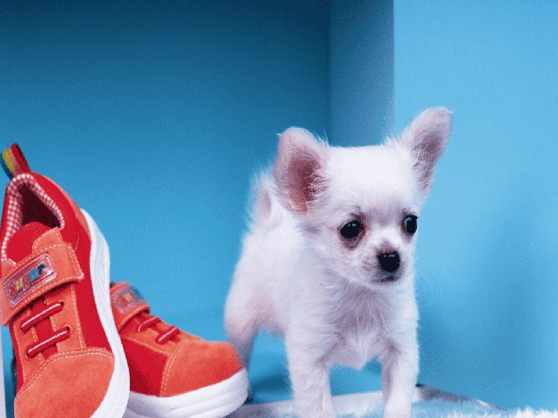 邓姐试管之家,中药 试管婴儿